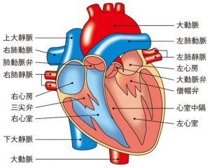 心臓の図